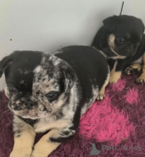 Photo №4. I will sell pug in the city of Warsaw. breeder - price - negotiated