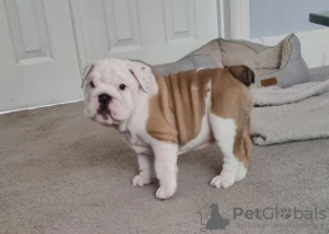 Photo №1. english bulldog - for sale in the city of Leverkusen | negotiated | Announcement № 43168