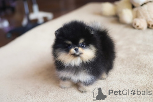 Photo №2 to announcement № 152465 for the sale of pomeranian - buy in United States breeder