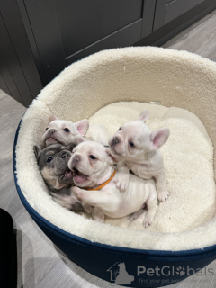 Additional photos: french bulldog