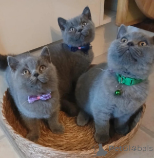 Photo №1. british shorthair - for sale in the city of Heiligenhaus | 361$ | Announcement № 177565