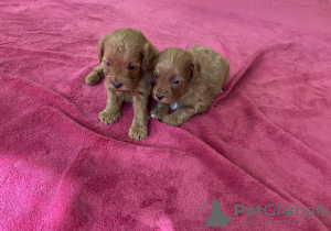 Photo №1. poodle (dwarf) - for sale in the city of Nagykőrös | 634$ | Announcement № 69235