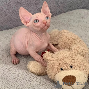 Photo №1. sphynx cat - for sale in the city of Bonn | 361$ | Announcement № 177752
