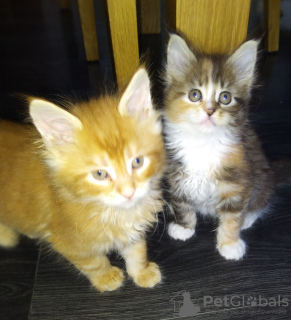 Photo №1. maine coon - for sale in the city of Berlin | 486$ | Announcement № 77788