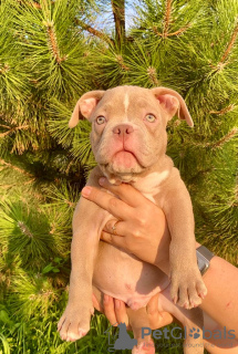 Additional photos: American bully kennel offers puppies for booking