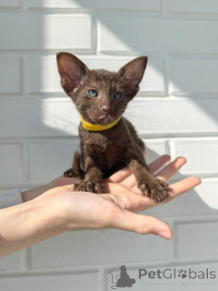 Photo №1. oriental shorthair - for sale in the city of Herzogenauras | 361$ | Announcement № 173639