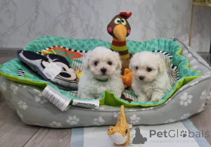 Photo №1. maltese dog - for sale in the city of Husum | negotiated | Announcement № 162394