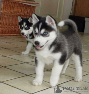 Photo №1. siberian husky - for sale in the city of Helsinki | 565$ | Announcement № 129789