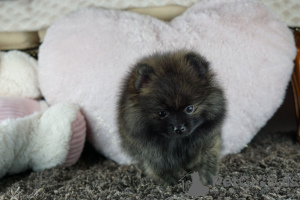 Additional photos: Rare exotic color of gorgeous Pomeranian boys