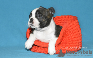 Photo №1. boston terrier - for sale in the city of St. Petersburg | 966$ | Announcement № 2893