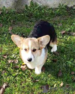 Photo №3. Pembroke Welsh Corgi. Serbia