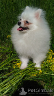 Photo №4. I will sell pomeranian in the city of Единцы. private announcement - price - negotiated