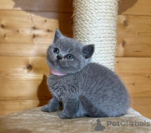 Photo №1. british shorthair - for sale in the city of Vienna | negotiated | Announcement № 74463