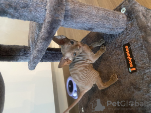 Additional photos: Sphynx kittens are looking for a new home