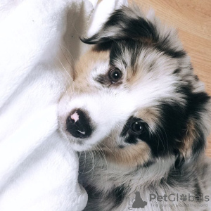 Photo №1. australian shepherd - for sale in the city of Zagreb | 275$ | Announcement № 80687