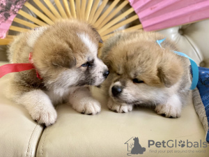 Photo №2 to announcement № 10925 for the sale of akita - buy in Russian Federation breeder