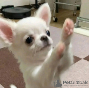 Photo №4. I will sell chihuahua in the city of Амстердам. breeder - price - 329$