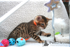 Photo №4. I will sell bengal cat in the city of Maineville. breeder - price - 300$