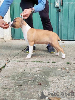 Photo №3. American Staffordshire Terrier puppies. Serbia
