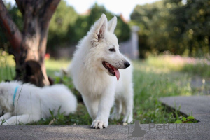 Photo №1. berger blanc suisse - for sale in the city of Calafat | negotiated | Announcement № 63945