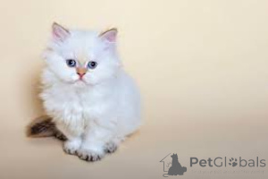 Photo №1. selkirk rex shorthair - for sale in the city of Helsinki | 599$ | Announcement № 164674