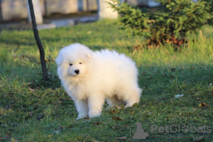 Photo №1. samoyed dog - for sale in the city of Vienna | 317$ | Announcement № 76008