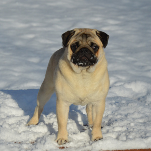 Photo №1. pug - for sale in the city of Kaluga | 793$ | Announcement № 5201