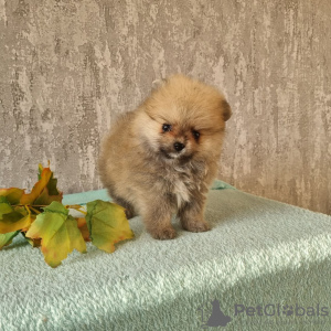 Photo №1. pomeranian - for sale in the city of Dammam | Is free | Announcement № 125454