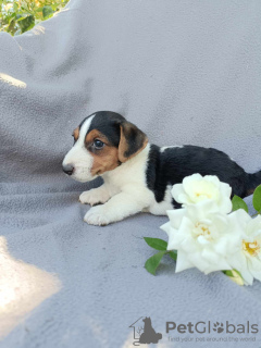 Photo №4. I will sell jack russell terrier in the city of Krapkowice. breeder - price - negotiated