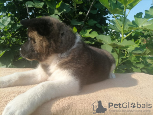 Photo №2 to announcement № 11234 for the sale of american akita - buy in Russian Federation breeder