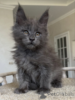 Photo №2 to announcement № 154638 for the sale of maine coon - buy in Germany breeder