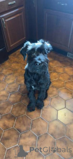 Photo №1. giant schnauzer - for sale in the city of Differdange | negotiated | Announcement № 173079
