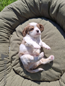 Additional photos: Perfect purebred Cavalier King Charles Spaniel puppies.