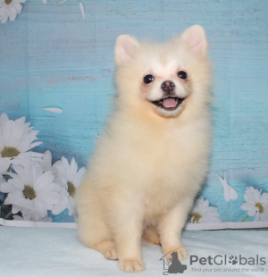 Photo №1. pomeranian - for sale in the city of Минеральные Воды | 540$ | Announcement № 11261