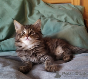 Photo №2 to announcement № 109189 for the sale of maine coon - buy in Netherlands private announcement