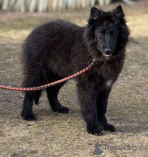 Photo №3. Belgian shepherd Grushendal. Latvia