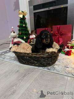 Photo №4. I will sell dachshund in the city of Novi bečej.  - price - 723$