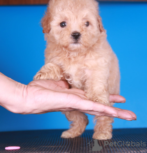 Photo №3. Maltipoo F1 puppies. Russian Federation