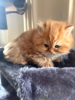 Photo №2 to announcement № 138917 for the sale of chinchilla cat - buy in Germany private announcement, breeder