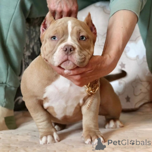 Photo №4. I will sell american bully in the city of Chicago. private announcement - price - 1000$