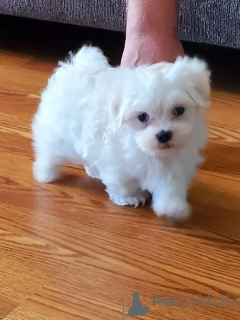 Photo №1. maltese dog - for sale in the city of Warsaw | negotiated | Announcement № 163976