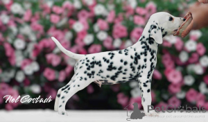 Photo №3. Exquisite Dalmatian Puppies Champion Bloodlines, Ready for Loving Homes!. Estonia