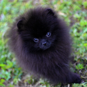 Photo №1. pomeranian - for sale in the city of St. Petersburg | Negotiated | Announcement № 2310
