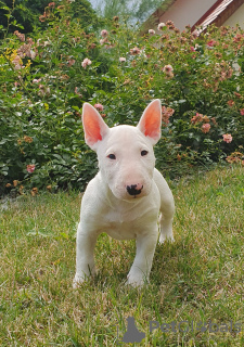 Additional photos: Miniature Bull Terrier (FCI)