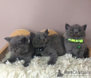 Photo №2 to announcement № 114795 for the sale of british shorthair - buy in Brazil private announcement