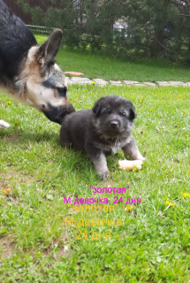 Photo №1. east-european shepherd - for sale in the city of Minsk | negotiated | Announcement № 6582