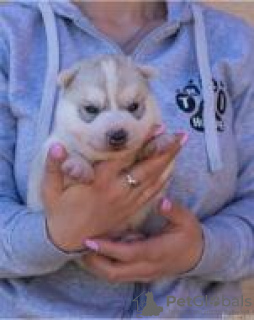 Photo №2 to announcement № 94815 for the sale of siberian husky - buy in Serbia breeder