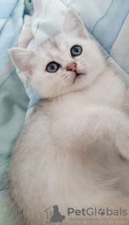 Additional photos: Scottish kittens in expensive chinchilla color.