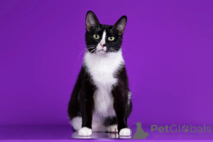 Photo №3. Gorgeous cats are looking for a house! Who is twins?. Russian Federation