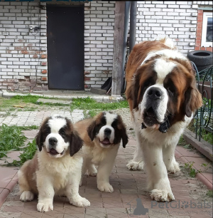 Photo №3. Senbernara puppies. Belarus